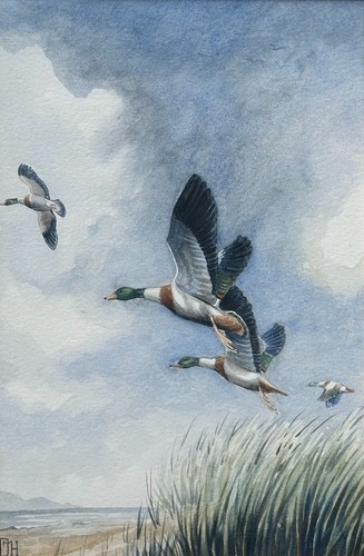 Hinchliffe original - hinchliffe,