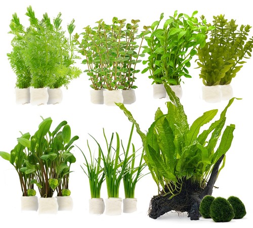 Planted aquarium plant pack - aquarium,