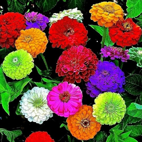 150 seeds zinnia - 150, elegans