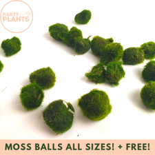 Marimo moss balls nano - moss, medium