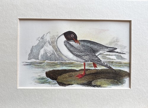 Antique black headed gull - black,