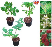 Thornless Loganberry, Tayberry  Plant in Pot,30-40cm Tall,UK Grown