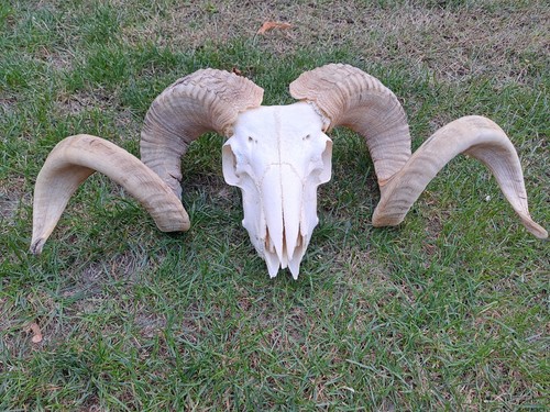 Taxidermy giant ram skull - taxidermy,