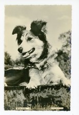 Welsh Collie RPPC Vintage Dog