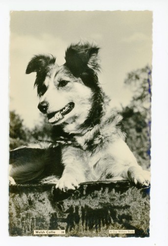 Welsh collie rppc vintage - rppc, dog
