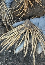 5 x Asparagus Crowns approximate 3 year Old UK Bare Root Asparagus Plants