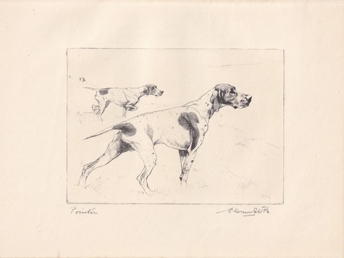 1930 pointer dog print - dog,