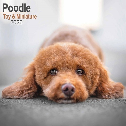 Toy miniature poodle - toy,