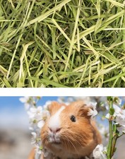 Readigrass Natural Dried Grass