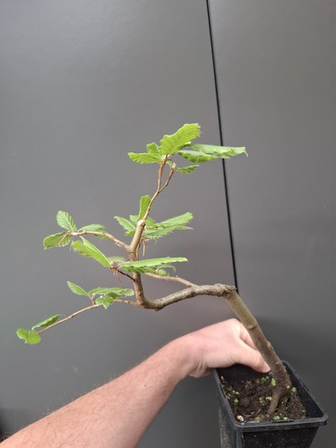Part trained hornbeam bonsai - trained,