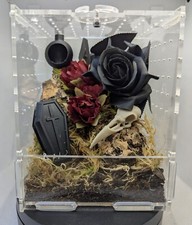 Jumping Spider Complete Full Spider Set Up Enclosure Front Gothic Goth large 