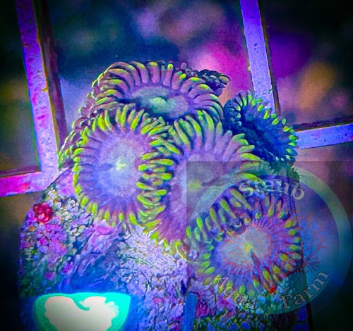 Saf blueberry fields - fields, zoanthid