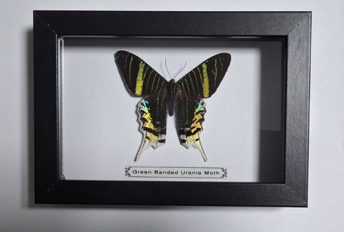 Taxidermy butterflies moths - taxidermy, butterflies/moths