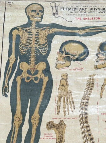 Antique anatomical chart - anatomical,