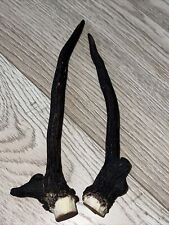 PAIR OF DEER ANTLERS,  118g. aprox.20/23cm.