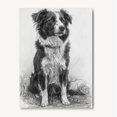 Border collie pencil - collie, drawing
