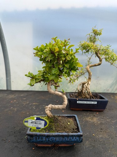 Carmona trunk style bonsai - s,