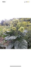 Russian Tobacco Plant Seeds