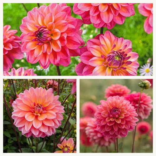 Decorative dahlia great - decorative,
