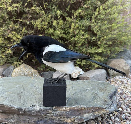 Taxidermy magpie legal sell - taxidermy,