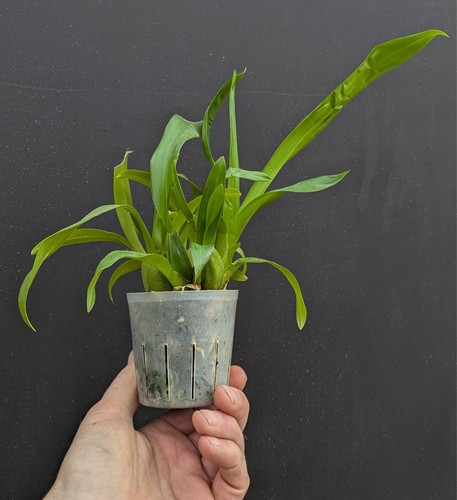 Oncidium orchid dwarf - dwarf, noid