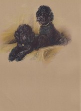 1946 POODLE DOG Print - Lucy