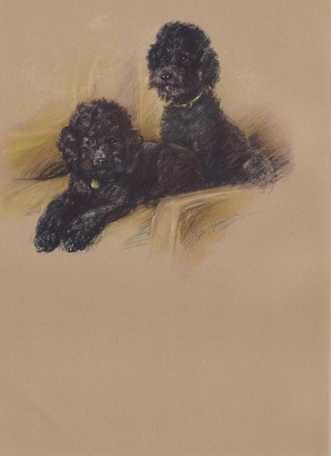 1946 poodle dog - 1946,