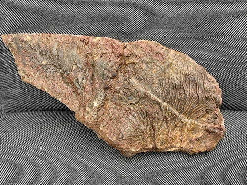Detailed fossil crinoid - detailed,