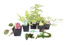 Lincolnshire Pond Plants