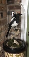 taxidermy. Magpie ( Pica Pica ) Adult Mount Under A Glass Dome.