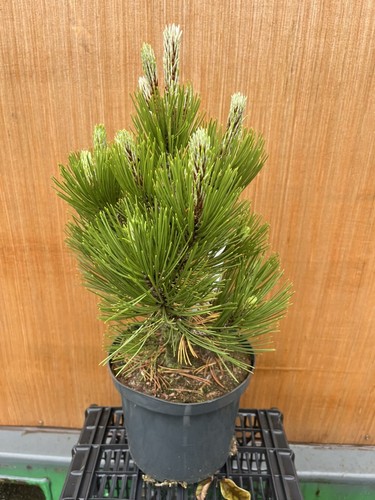 Pinus heldreichii compact - pinus,