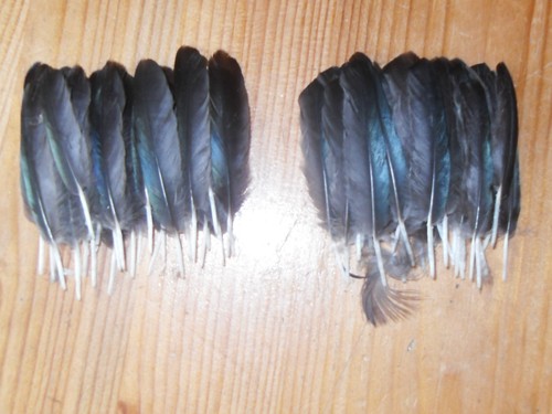 Small magpie wing feathers - 50,