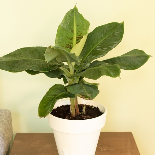 Banana plant musa acuminata - banana,