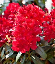 Rhododendron erato deep - erato, red