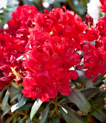 Rhododendron erato deep - erato, red