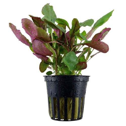 Tropica lobelia cardinalis - cardinalis,