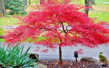 Acer Palmatum Inaba-Shidare