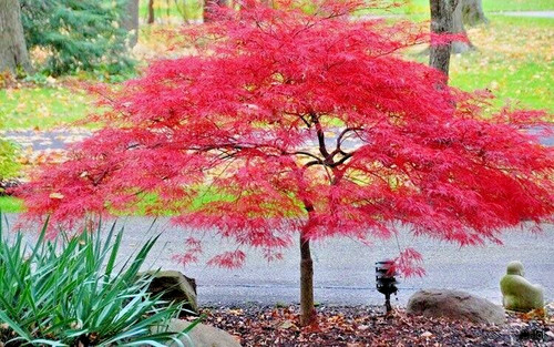 Acer palmatum inaba - palmatum, inaba-shidare