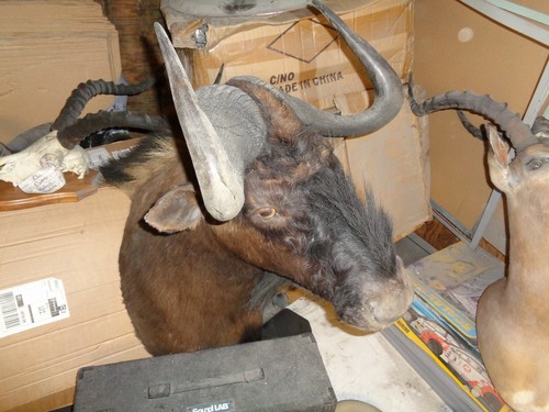 Taxidermy black wildebeest - black,