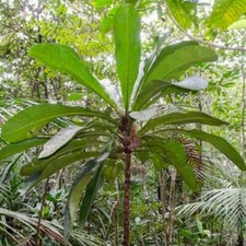 MERYTA DENHAMII - 5 x seeds - very rare tropical plant, large leaf