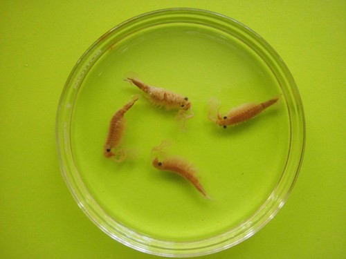 100 beavertail fairy shrimp - fairy,
