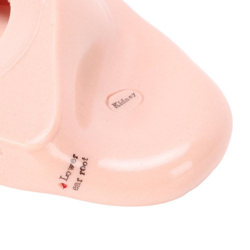 17cm acupuncture points - points, ear