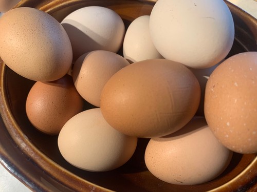 Fertile chicken seeds mixed - chicken,
