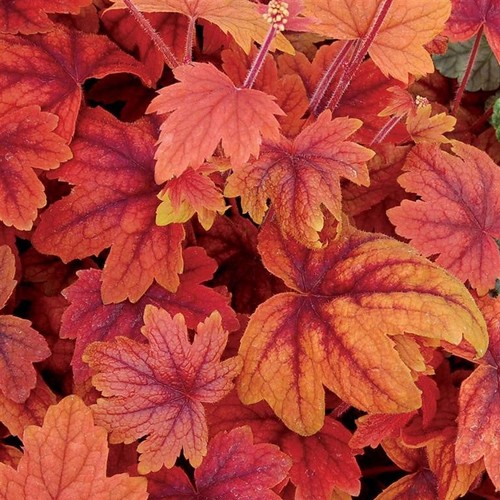 Heucherella sweet tea x3 - heucherella, tea’
