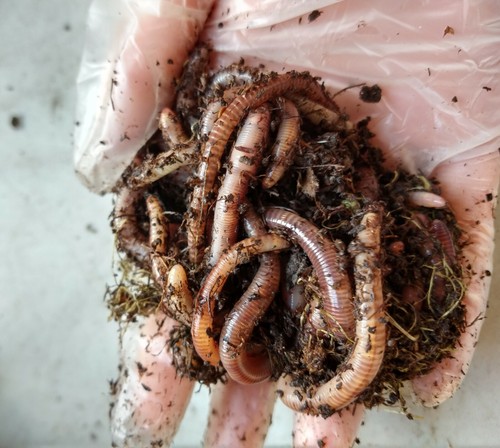 100 european nightcrawlers - nightcrawlers,