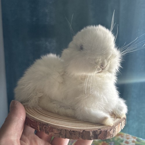 Domestic baby rabbit - domestic,