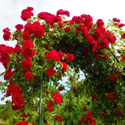 Climbing rose litre - rose,