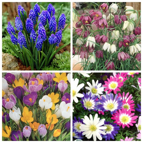 Spring flowering garden flower - garden,