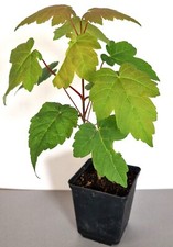 Sycamore Maple Tree, Potted