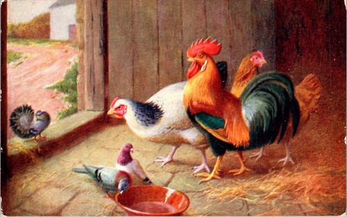 Salmon ltd barnyard - j,